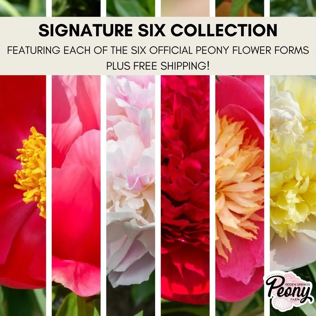 Lorelei Peony — Hidden Springs Peony Farm